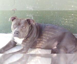 American Staffordshire Terrier Dogs for adoption in Fort Lauderdale, FL, USA