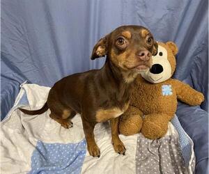 Chihuahua Dogs for adoption in Modesto, CA, USA