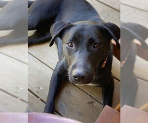 Labrador Retriever Dogs for adoption in Denton, TX, USA