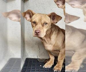 Chihuahua-Unknown Mix Dogs for adoption in San Antonio, TX, USA