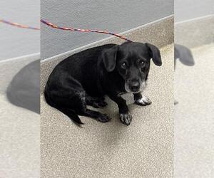 Dachshund-Unknown Mix Dogs for adoption in Las Vegas, NV, USA