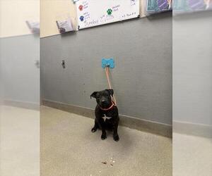 American Pit Bull Terrier-Unknown Mix Dogs for adoption in Las Vegas, NV, USA