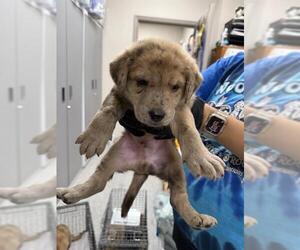 Labrador Retriever Dogs for adoption in Pasadena, TX, USA