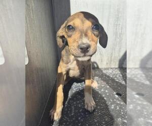Black Mouth Cur-Unknown Mix Dogs for adoption in San Antonio, TX, USA