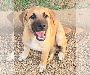 Black Mouth Cur-Unknown Mix Dogs for adoption in Euless, TX, USA