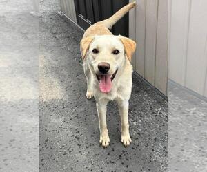 Labrador Retriever-Unknown Mix Dogs for adoption in Calgary, Alberta, Canada