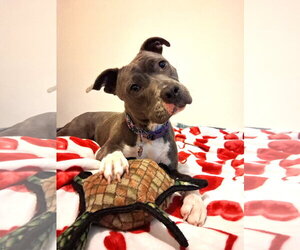 Mutt Dogs for adoption in Rockville, MD, USA