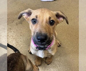 Labrador Retriever-Unknown Mix Dogs for adoption in San Antonio, TX, USA