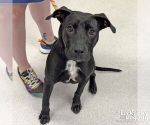 Labrador Retriever-Unknown Mix Dogs for adoption in Washington, DC, USA