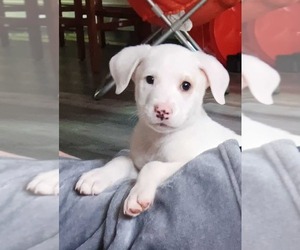Huskies -Labrador Retriever Mix Dogs for adoption in pomfret, CT, USA