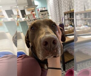Chocolate Labrador retriever-Labrador Retriever Mix Dogs for adoption in San Diego, CA, USA