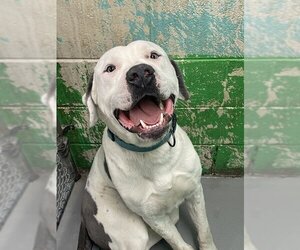 Dogo Argentino-Unknown Mix Dogs for adoption in Rowlett, TX, USA