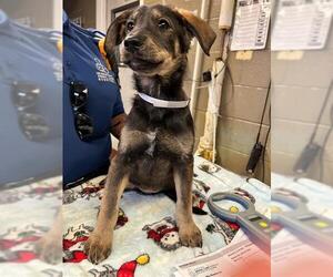 Goberian Dogs for adoption in Downey, CA, USA