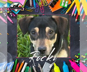 Dachshund Dogs for adoption in San Antonio, TX, USA