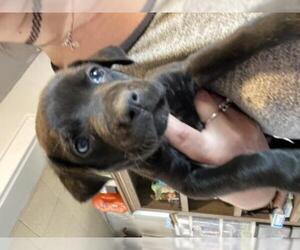 Boxador Dogs for adoption in Grand Haven, MI, USA