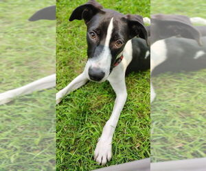 Labrador Retriever-Unknown Mix Dogs for adoption in New London, WI, USA