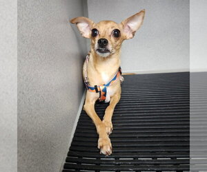 Chihuahua Dogs for adoption in Walnutport, PA, USA