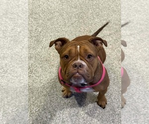 Bulldog Dogs for adoption in St. Louis Park, MN, USA