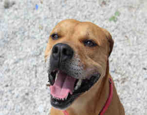 Bogle Dogs for adoption in Bowling Green, OH, USA