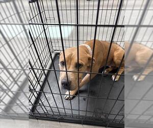 American Pit Bull Terrier-Unknown Mix Dogs for adoption in Las Vegas, NV, USA