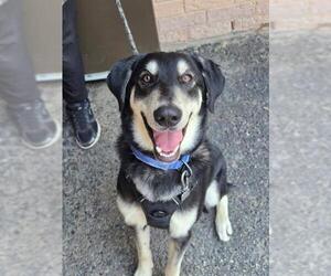 Collie-German Shepherd Dog Mix Dogs for adoption in London, Ontario, Canada