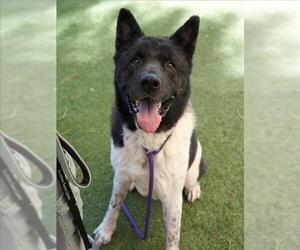 Akita-Unknown Mix Dogs for adoption in Las Vegas, NV, USA