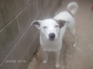 Mutt Dogs for adoption in KELLYVILLE, OK, USA
