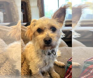 Maltese-Unknown Mix Dogs for adoption in Bellevue, WA, USA