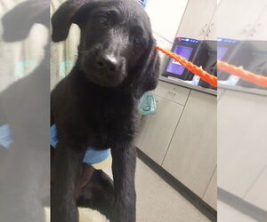 Labrador Retriever-Unknown Mix Dogs for adoption in Las Vegas, NV, USA