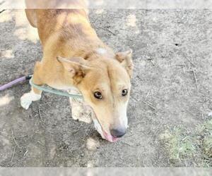 Border Collie-Unknown Mix Dogs for adoption in Tulsa, OK, USA