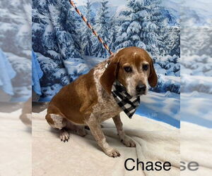 Mutt Dogs for adoption in Cottageville, WV, USA