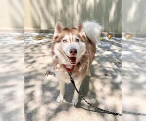 Siberian Husky-Unknown Mix Dogs for adoption in Boston, MA, USA