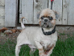 Shih Apso Dogs for adoption in Salt Lake City, UT, USA
