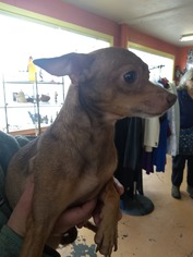 Chihuahua-Unknown Mix Dogs for adoption in Alturas, CA, USA