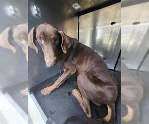 Doberman Pinscher Dogs for adoption in San Antonio, TX, USA