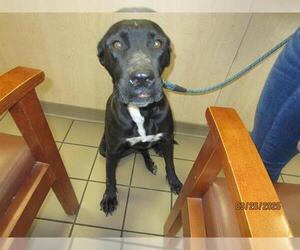 Labrador Retriever-Unknown Mix Dogs for adoption in Ocala, FL, USA