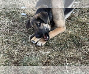 German Shepherd Dog-Unknown Mix Dogs for adoption in Uwchlan, PA, USA
