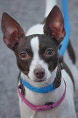 Rat Terrier Dogs for adoption in Jackson, NJ, USA
