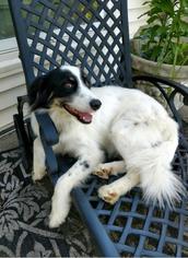 Border Collie Dogs for adoption in Little Rock, AR, USA