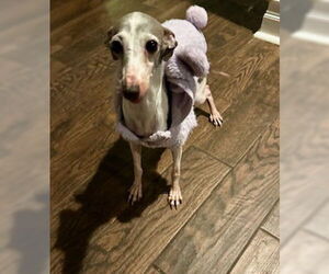 Italian Greyhound-Unknown Mix Dogs for adoption in Farmington, MN, USA