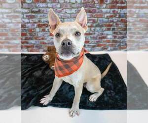 Bulldog-Unknown Mix Dogs for adoption in Kennesaw, GA, USA