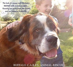 Saint Bernard Dogs for adoption in Tonawanda, NY, USA