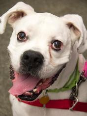 Boxer Dogs for adoption in Boston, MA, USA