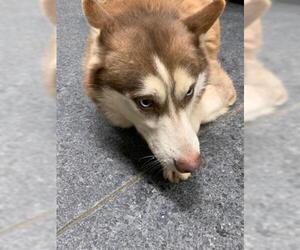 Siberian Husky Dogs for adoption in Salisbury, NC, USA