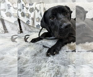 Mutt Dogs for adoption in Goodyear, AZ, USA