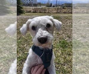 Maltese-Unknown Mix Dogs for adoption in Fairbanks, AK, USA