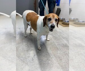 Affenpinscher-Beagle Mix Dogs for adoption in Camden, TN, USA