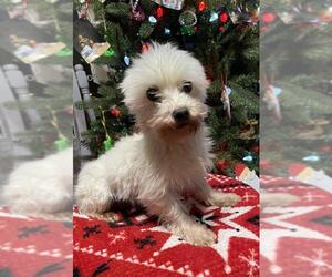 Maltese Dogs for adoption in Sioux Falls, SD, USA