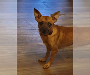 Chihuahua-Unknown Mix Dogs for adoption in Rocky Mount, NC, USA