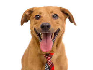 Vizsla Dogs for adoption in Orlando, FL, USA